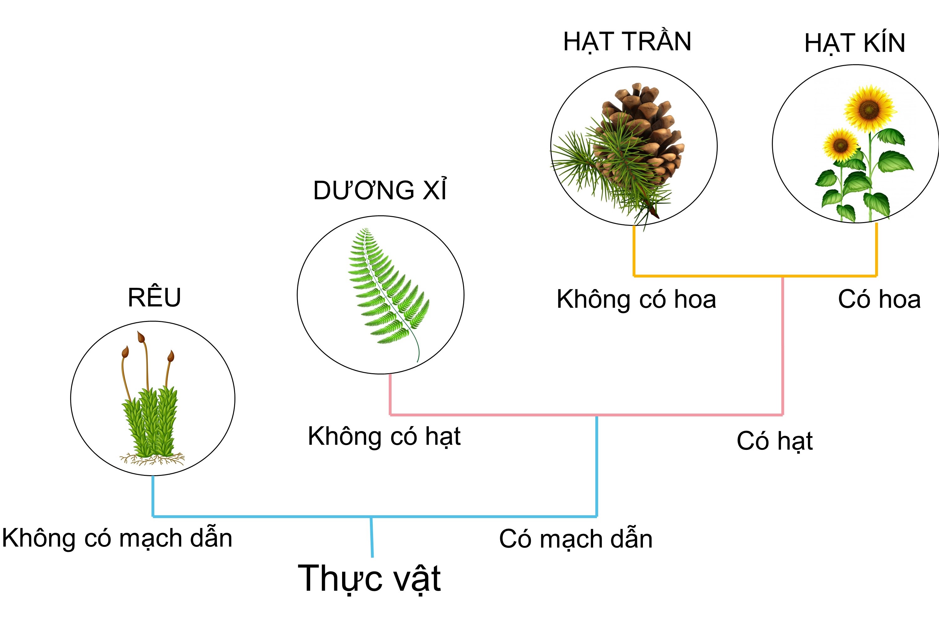 BÀI 30. THỰC HÀNH PHÂN LOẠI THỰC VẬT